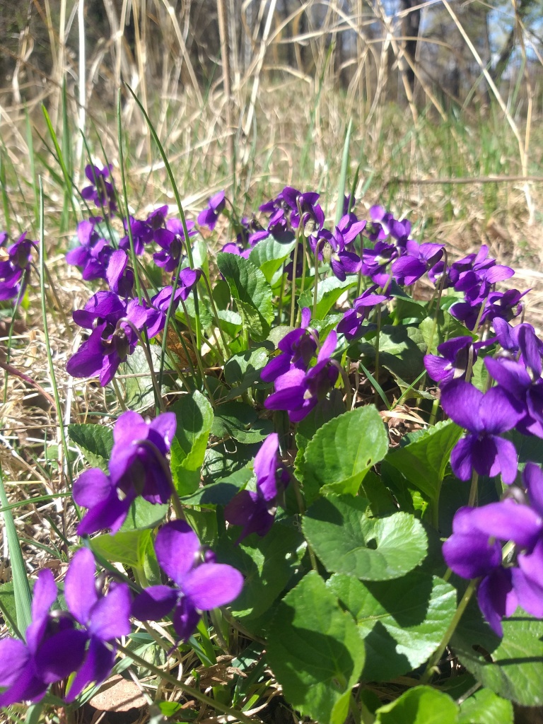 Фиалка душистая (Viola odorata L.)366.jpg
