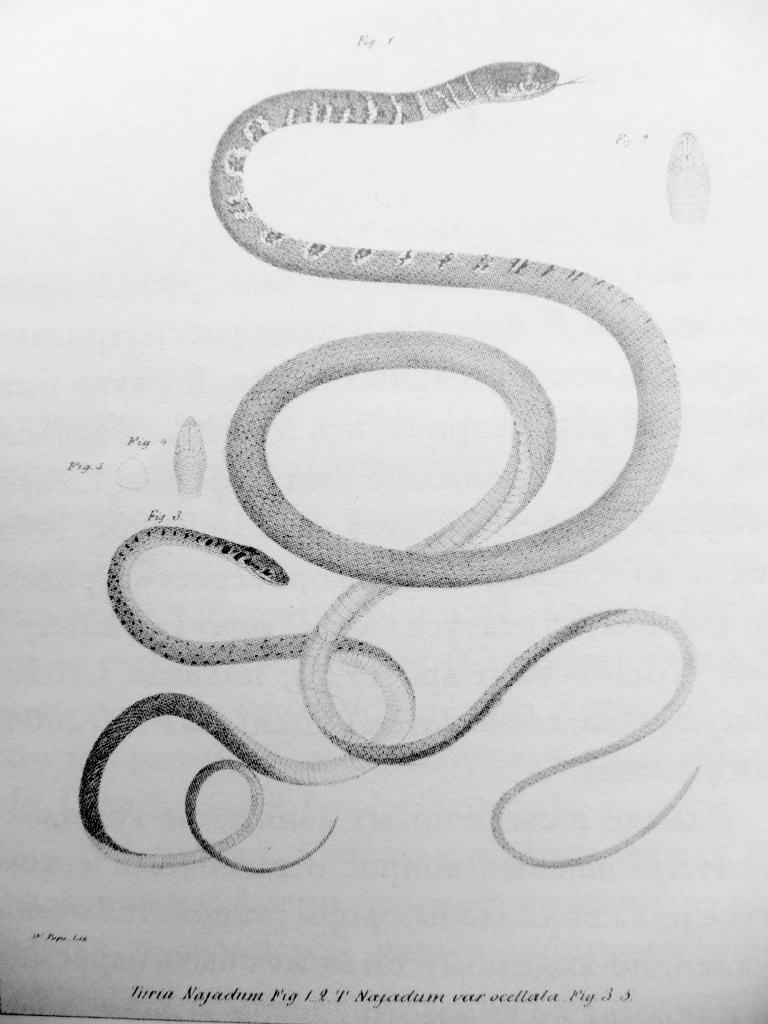 3. Оливковый полоз. Литография из работы Э.И. Эйхвальда..jpg