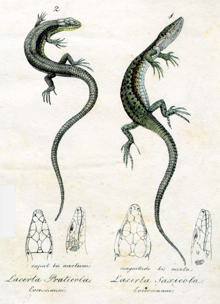 Рис. 4. . Изображения луговой (слева) и скальной (справа) ящериц, иллюстрирующие их описание в работе Э. А. Эверсмана (1834).jpg
