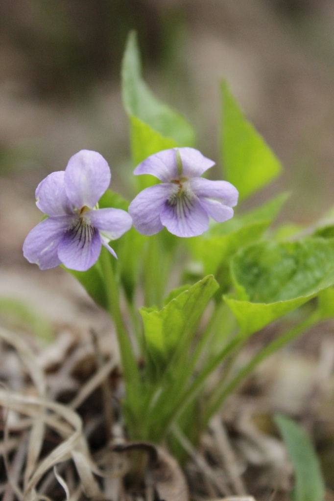 Фиалка удивительная (Viola mirabilis L.).jpg