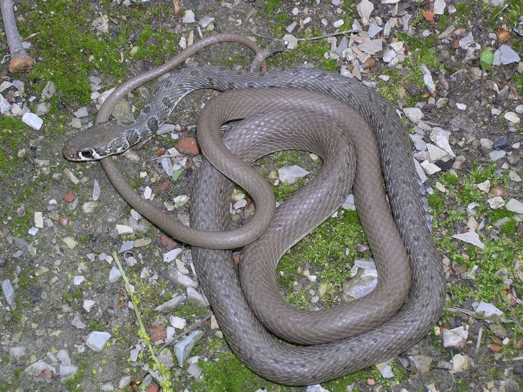 Чёрные и шипят: какие змеи опасны и что с ними делать