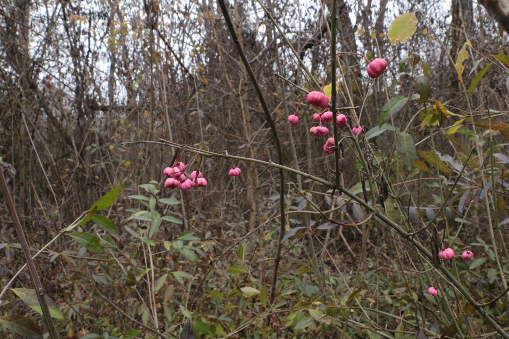 IMG_7255.JPG
