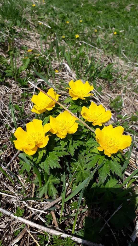 Купальница лютичная (Trollius ranunculinus (Smith) сем. Лютиковые.jpg Купальница лютичная (Trollius ranunculinus (Smith) сем. Лютиковые.jpg