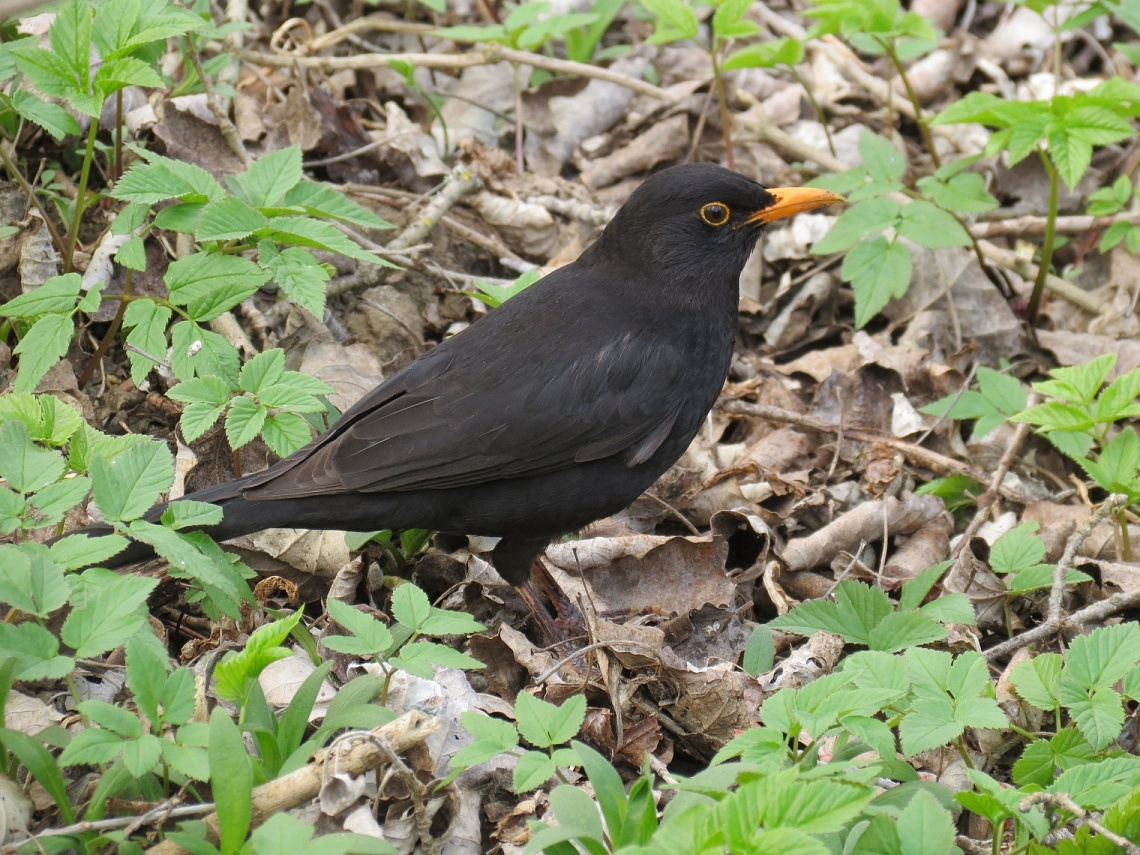 Орнитофауна города-курорта Кисловодска: черный дрозд turdus merula linnaeus, 1758